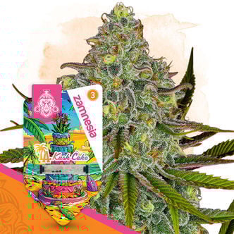 LA Kush Cake (Zamnesia Seeds) féminisée
