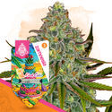 LA Kush Cake (Zamnesia Seeds) féminisée