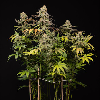 LA Kush Cake (Zamnesia Seeds) féminisée