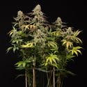 LA Kush Cake (Zamnesia Seeds) féminisée