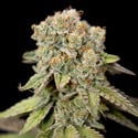 LA Kush Cake (Zamnesia Seeds) féminisée