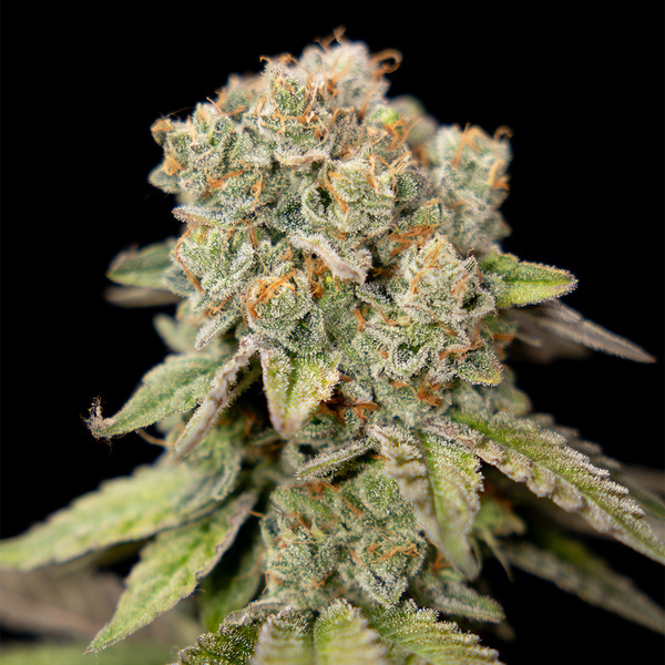 LA Kush Cake (Zamnesia Seeds) féminisée