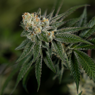 LA Kush Cake (Zamnesia Seeds) féminisée