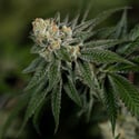 LA Kush Cake (Zamnesia Seeds) féminisée