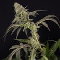 LA Kush Cake (Zamnesia Seeds) féminisée