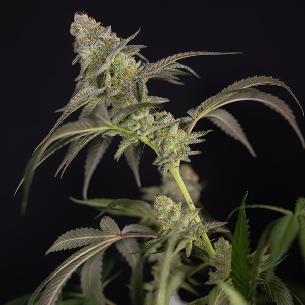LA Kush Cake (Zamnesia Seeds) féminisée