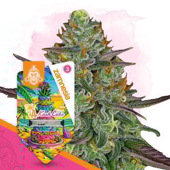 LA Kush Cake Automatic (Zamnesia Seeds) féminisée