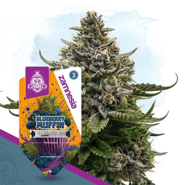 Blueberry Crumble (Zamnesia Seeds) féminisée