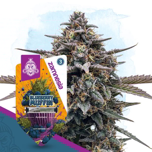 Blueberry Muffin Auto (Zamnesia Seeds) féminisée