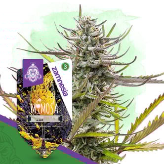 Mimosa (Zamnesia Seeds) f&eacute;minis&eacute;e