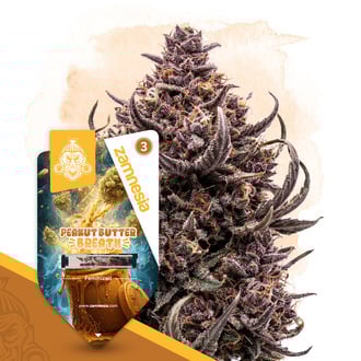 Peanut Butter Breath (Zamnesia Seeds) féminisée
