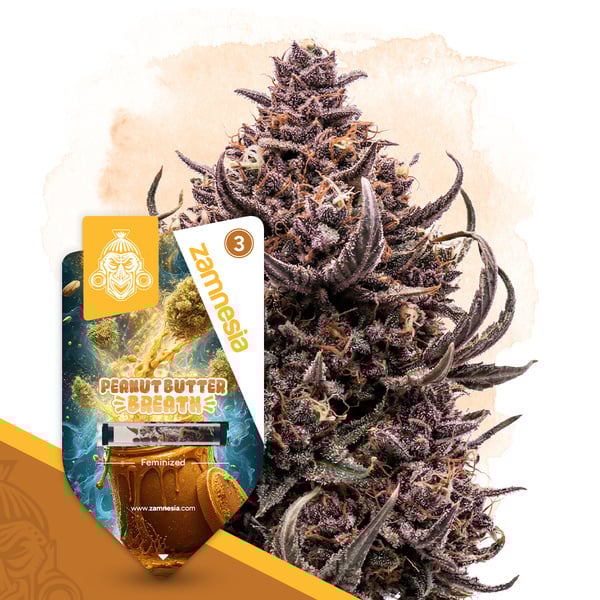 Peanut Butter Breath (Zamnesia Seeds) féminisée