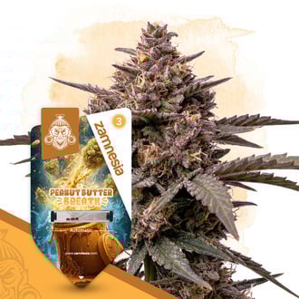 Peanut Butter Breath Auto (Zamnesia Seeds) féminisée