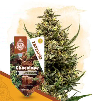 Chocolope (Zamnesia Seeds) f&eacute;minis&eacute;e