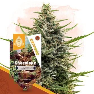 Chocolope Auto (Zamnesia Seeds) f&eacute;minis&eacute;e