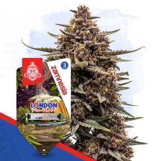 London Pound Cake (Zamnesia Seeds) f&eacute;minis&eacute;e