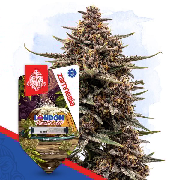 London Pound Cake (Zamnesia Seeds) féminisée