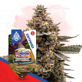London Pound Cake Auto (Zamnesia Seeds) Féminisée
