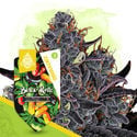 Black Runtz (Zamnesia Seeds) féminisée