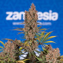 Black Runtz (Zamnesia Seeds) féminisée
