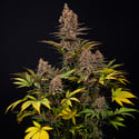 Black Runtz (Zamnesia Seeds) féminisée