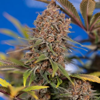 Black Runtz (Zamnesia Seeds) féminisée