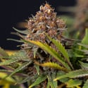 Black Runtz (Zamnesia Seeds) féminisée
