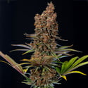 Black Runtz (Zamnesia Seeds) féminisée