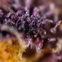 Black Runtz (Zamnesia Seeds) féminisée