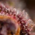 Black Runtz (Zamnesia Seeds) féminisée