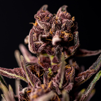 Purple Urkle (Zamnesia Seeds) féminisée