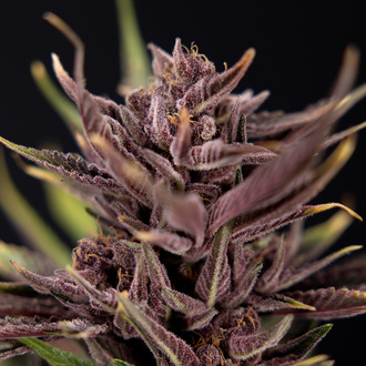 Purple Urkle (Zamnesia Seeds) féminisée