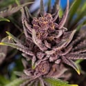 Purple Urkle (Zamnesia Seeds) féminisée