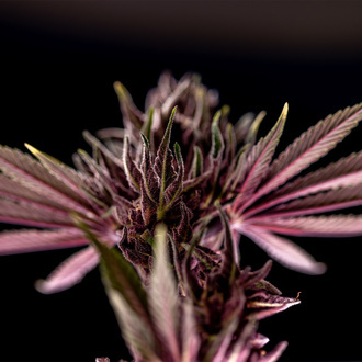 Purple Urkle (Zamnesia Seeds) féminisée