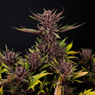 Purple Urkle (Zamnesia Seeds) féminisée