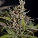 Purple Urkle (Zamnesia Seeds) féminisée
