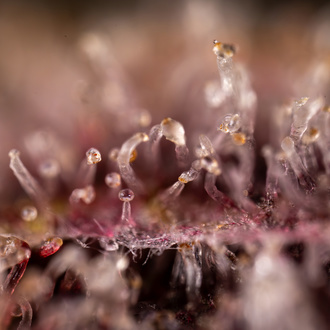 Purple Urkle (Zamnesia Seeds) féminisée