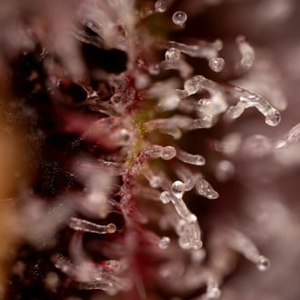 Purple Urkle (Zamnesia Seeds) féminisée