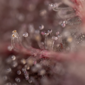 Purple Urkle (Zamnesia Seeds) féminisée