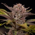 Slurricane (Zamnesia Seeds) féminisée