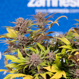 Slurricane (Zamnesia Seeds) féminisée
