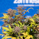 Slurricane (Zamnesia Seeds) féminisée