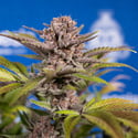 Slurricane (Zamnesia Seeds) féminisée