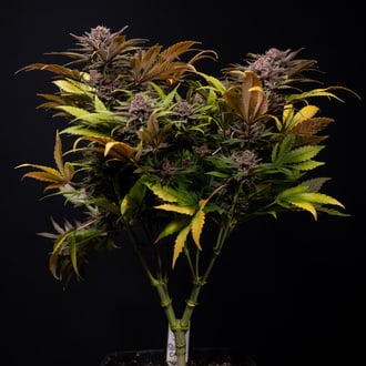 Slurricane (Zamnesia Seeds) féminisée