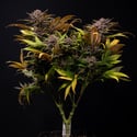 Slurricane (Zamnesia Seeds) féminisée