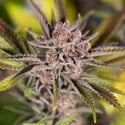 Slurricane (Zamnesia Seeds) féminisée