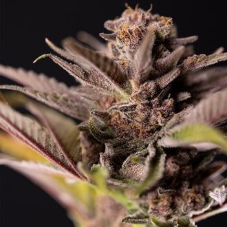 Slurricane (Zamnesia Seeds) féminisée