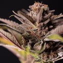 Slurricane (Zamnesia Seeds) féminisée