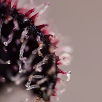 Slurricane (Zamnesia Seeds) féminisée
