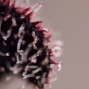 Slurricane (Zamnesia Seeds) féminisée